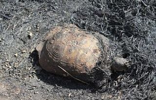 Alanya’da orman yangın korkuttu