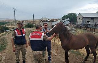At hırsızı yakalandı