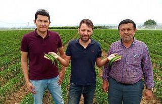 Avrupa’nın biberi Yenişehir’den