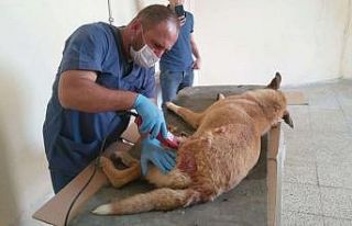 Ayakları kırılan köpek Van’a sevk edildi