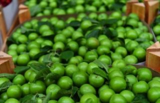 Başkentliler en çok domates ve portakal tüketti