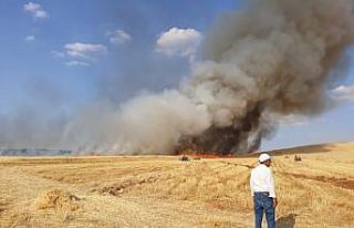 Bozova’da 200 dönümlük arpa tarlası kül oldu