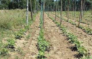 Çiftçinin umudu ’Pazaryeri boncuğu’