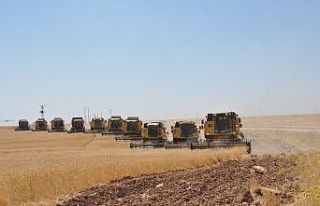 Dev işletmede devasa hasat maratonu