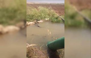 Diyarbakır’da yılanların dansı