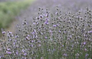Edirne’de ‘mor’ hasat başladı