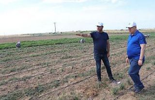 Ergene Belediyesi yetiştirdiği ürünleri dar gelirlilerle...