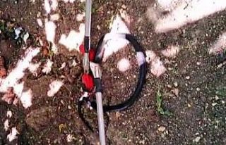 Evin bahçesindeki yılan yakalanarak doğaya bırakıldı