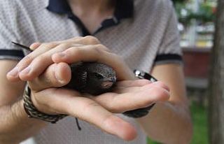 Evinin terasında ebabil kuşu buldu