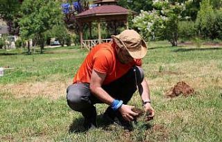 Gezgin oldu, il il gezip fidan dikiyor
