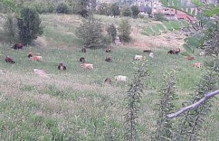 Hakkari’de başıboş hayvan sorunu