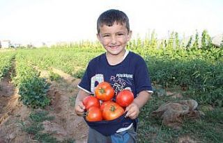 Havalar ısındı, üreticinin yüzü güldü