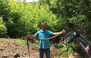 İçme suyu hattından çıkan kunduz şaşırttı