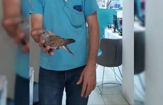 İnegöl’de nesli tükenmekte olan üveyik kuşu...