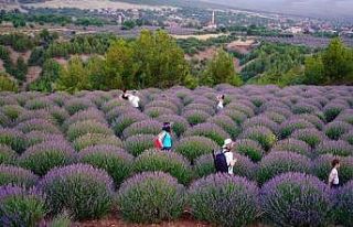 Isparta’da Lavanta Günleri hazırlık toplantısı