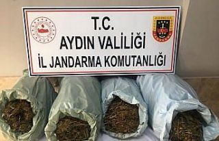 İzmir’den gelip Aydın’a kenevir etkiler