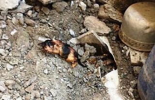 Kanalizasyon borusuna sıkışan yavru kediyi itfaiye...