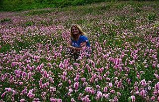 Karadeniz yaylalarında ’püsküllü’ güzellik