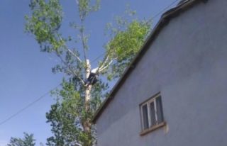 Kestiği ağaçta mahsur kalan vatandaşı itfaiye...