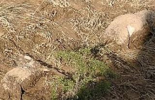 Kırşehir’de sele kapılan koyunlar telef oldu