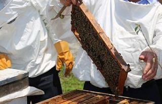 KO-MEK’te “Bal” gibi branş