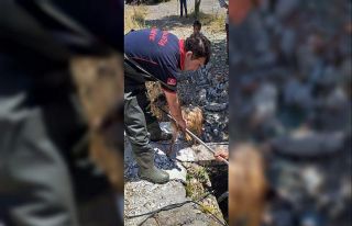 Kuyuya düşen keçiyi itfaiye ekipleri kurtardı