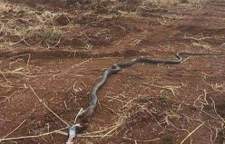 Mardin’de dev yılan paniğe neden oldu