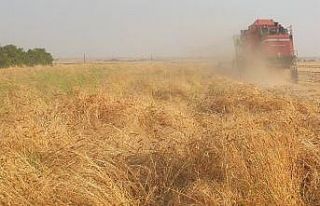 Mardin’de hububatçılar ithalata sınırlama bekliyor