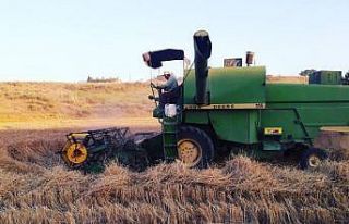 Nallıhan’da arpa ve buğdaylar biçilmeye başladı