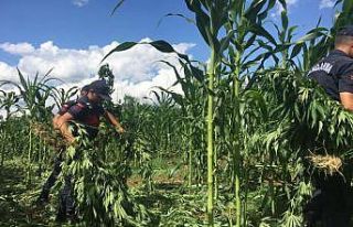 (Özel) 10 milyon liralık kenevir tarlasının zanlıları...