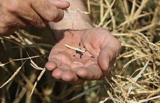 (Özel Haber) Trakya’nın ‘sarı gelini’ için...