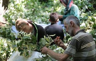 (Özel) Türkiye’nin en büyük ıhlamur ormanlarında...