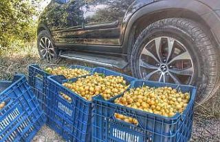 Reçellik ak kiraz hasatı başladı