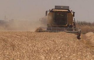 Şanlıurfa’da yerli tohumda hasat bereketi