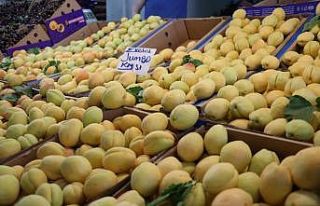 ‘Sarı altın’ tezgaha indi