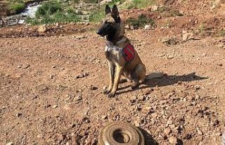 Siirt’te terör örgütü mensuplarınca yola tuzaklanmış...