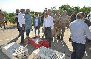 Şırnak’ta doğaya 2 bin keklik salındı