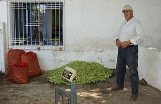 Tezgahta 15 TL’ye kadar satılan bamya yüz güldürdü