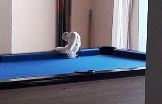 Tüfekle vurulan güvercin otele sığındı