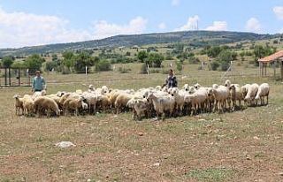Türkiye’nin ilk damızlık koç-teke üretim istasyonu...