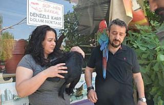 Vicdansız sürücü köpeği böyle ezdi