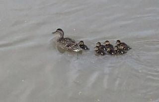 Yaban ördeği yavrularıyla Kars Çayı’nda görüntülendi