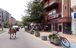 Yolunu şaşıran inek şehir merkezinde gezdi