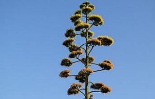 100 yıllık ömründe bir kez çiçek açan Agave...