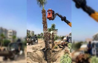 15 palmiye ağacı Kocahasanlı plajına taşındı