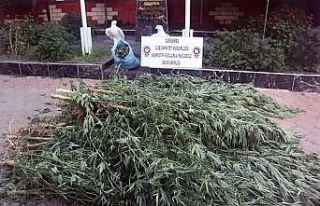 77 yaşındaki şahıs kenevir operasyonunda gözaltına...