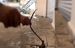 Açıkta kalan elektrik kabloları tehlike saçıyor