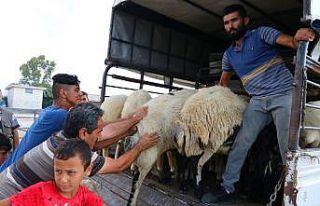 Adana’da kurbanlıklar satışa çıktı