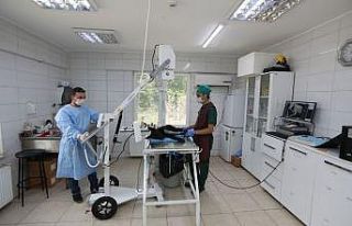 Adapazarı’nda sahipsiz hayvanların tedavileri...