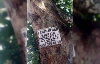 Ağaçlara asılan ilanlar zarar veriyor
